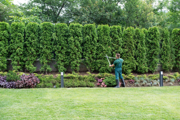 Best Hedge Trimming  in Center Point, AL