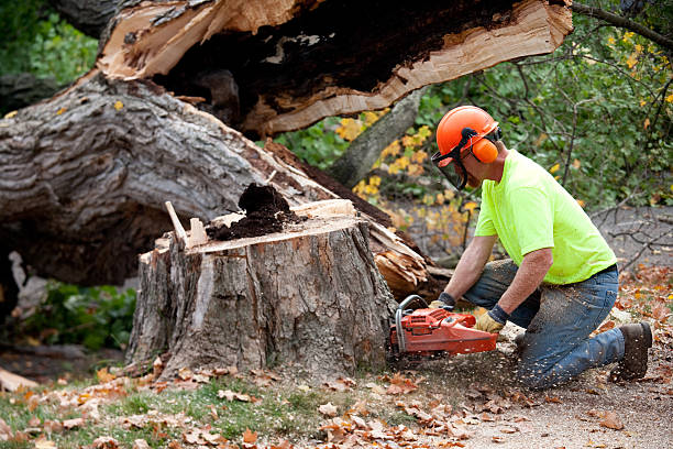 Best Tree and Shrub Care  in Center Point, AL